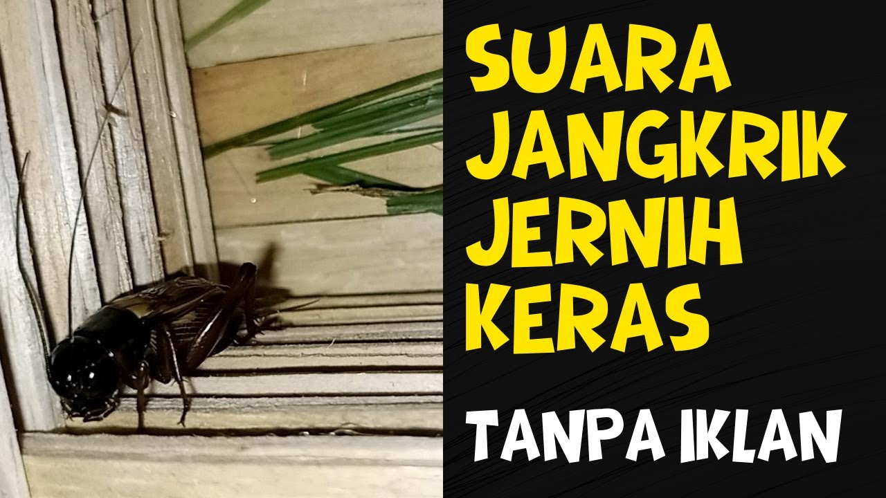 SUARA JANGKRIK JERNIH KERAS 1 JAM TANPA IKLAN