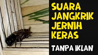 Download Lagu SUARA JANGKRIK JERNIH KERAS 1 JAM TANPA IKLAN MP3