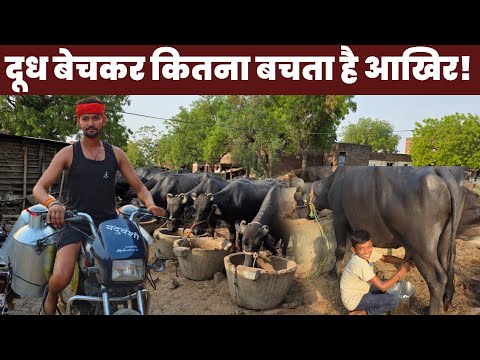80 animals dairy farm ka khula hisaab | Kamayi aur kharch 💸