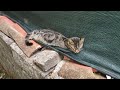 Cat Sleeping on My Wall: Cat Life