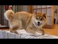 何が柴犬のテンションをここまで上げたのか