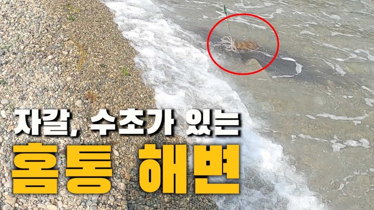 몽돌해변, 수초가 보이는 곳은 일단 던져 보세요ㅋㅋ기가 찹니다   I  무늬오징어 에깅 낚시 I 캐스팅 방법