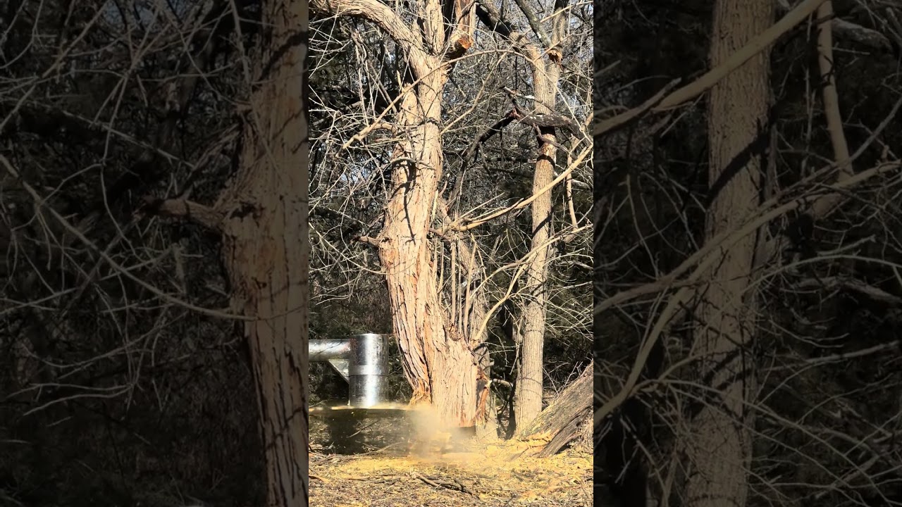The final step in tree removal for large hedge trees. 