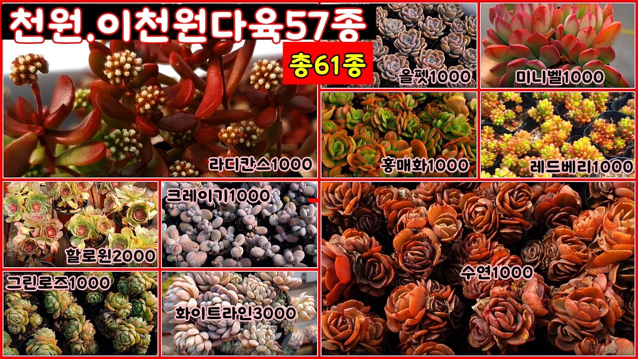 💗2월27일 대소다육❤💗신상품입고~~천원. 이천원다육57종. 총61종. 소품.중품.대품 .착한가격.에오니옴. 이쁜아이들  만나보세요.#多肉植物#succulent #다육이#다육