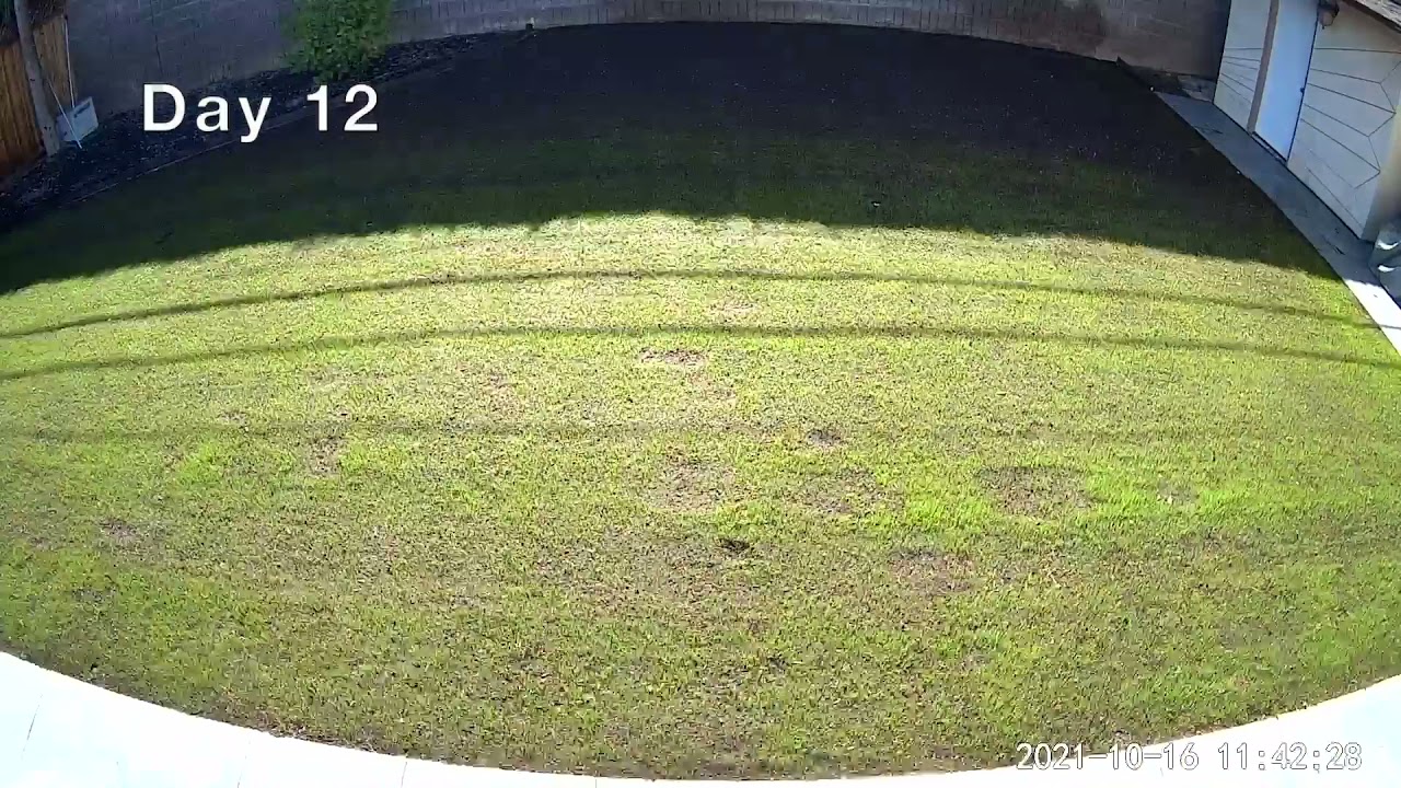 SeedSuperStore SS1000 Tall Fescue Blend Germination Time Lapse - Day 5 ...