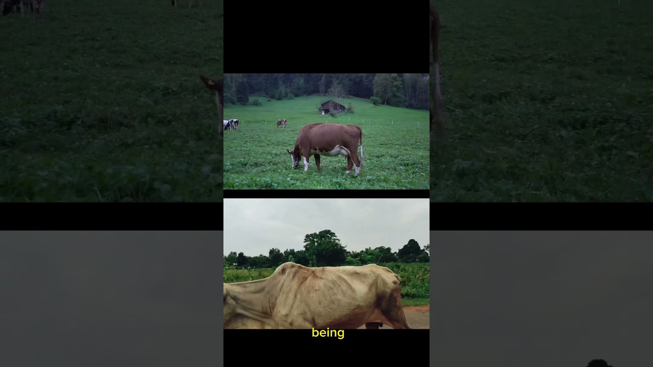 Cow breakdown body parts and function 