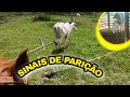 COMO ESTA O BEZERRO REJEITADO ? SINAIS DE PARIÇÃO APRENDA