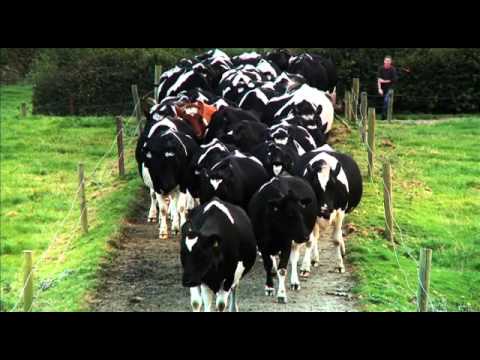 Glanbia Ingredients (Chinese version) - YouTube