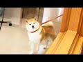 ペットホテルで迎えの飼い主を見つけ、衝撃のあまり固まってしまう柴犬→嬉しさ大爆発