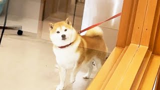 Shibe freezes because he found an owner at a pet hotel