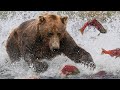 Grizzlis le drame de la montaison du saumon en alaska  alaska    voyage sauvage  robert e fuller