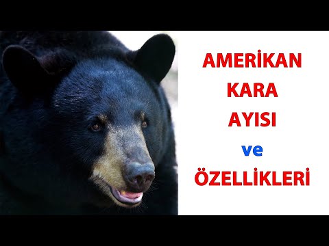 Video: Kahverengi Atlas ayısı: açıklama ve özellikler