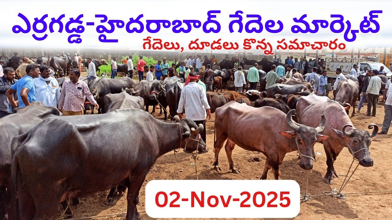 ఎర్రగడ్డ ఆదివారం పశువుల మార్కెట్ || Erragadda Hyderabad Buffalo Market | Erragadda Buffalo Sale Info