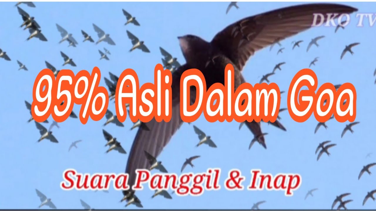 Suara Burung Walet 95% Asli Dalam Goa