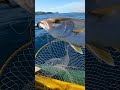 サイズ別で見るカンパチの引き特集!最後がヤバい。 #釣り #カンパチ
