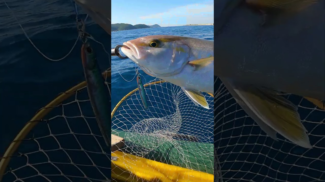 サイズ別で見るカンパチの引き特集!最後がヤバい。 #釣り #カンパチ