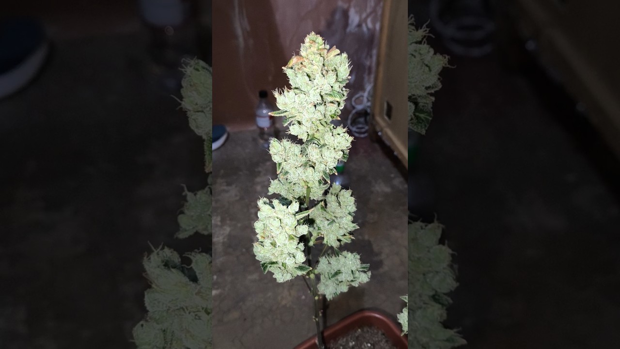 Amnésia haze auto. ficou muito top