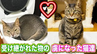 友人の愛猫さんから受け継がれた物の虜になってしまった猫達 #猫 #保護猫 #cat
