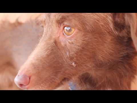 სტიჩი ტირის