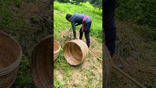 Chinese amazing mango fruit farming #shorts#short youtubeshorts #shortvideo #tiktok#shortfeed