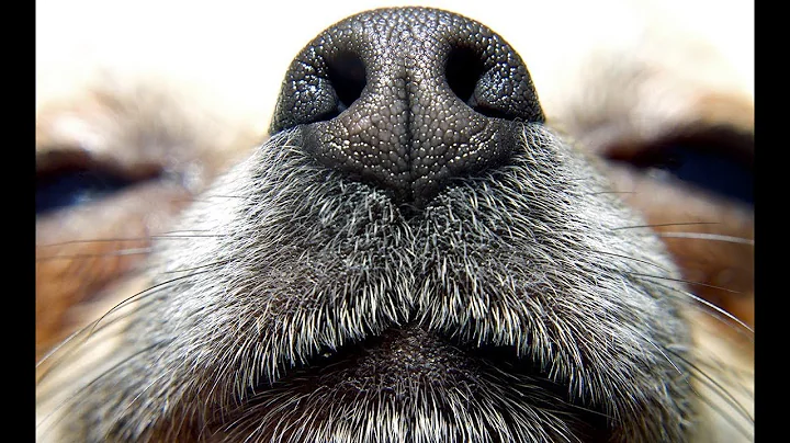 Do dogs like the smell of coffee grounds? (2023)