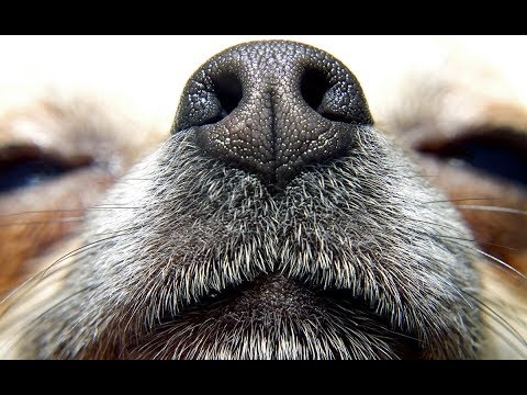 The 5 Scents That Dogs Do Not Like