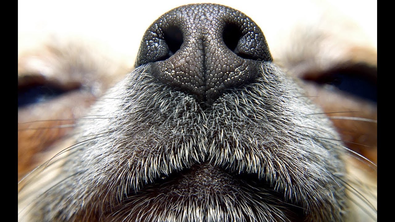 The 5 Scents That Dogs Do Not Like YouTube