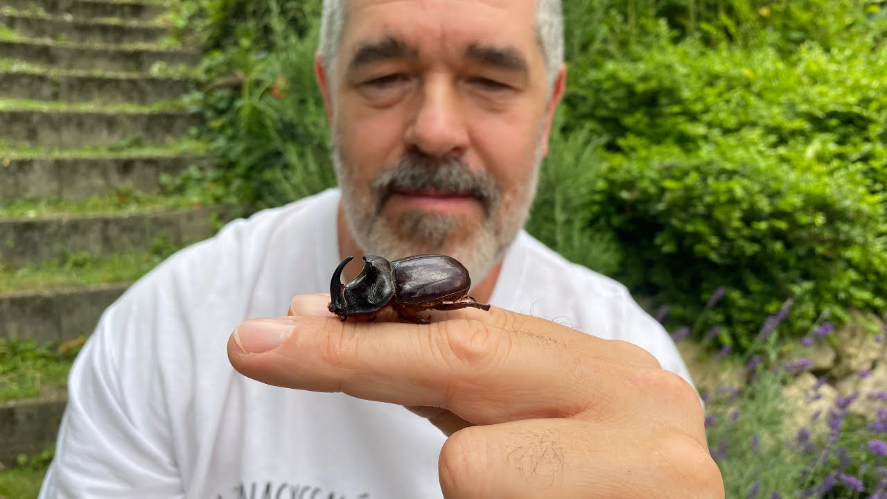 Bogara..zoo Bogaras bácsival. Láttál-e már orrszarvú bogarat?