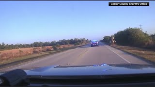 Caught on camera: Rogue cow on the loose in Florida lassoed by owner