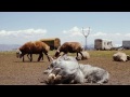 Yezidis / Եզդիներ