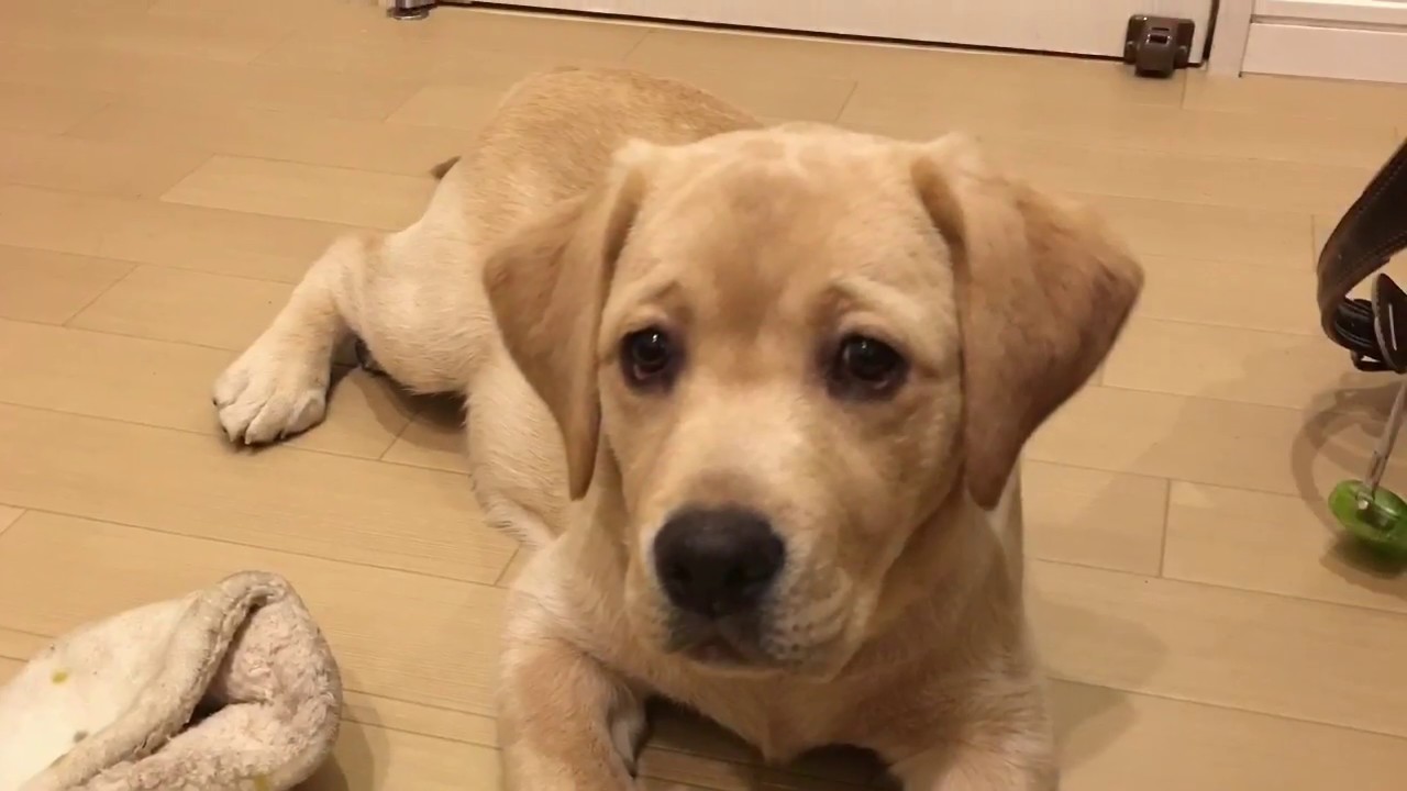 我が家にラブラドールレトリバーの子犬がやってきた ラブラドールリリー 1 Welcome A Labrador Retriever Puppy To The Family Youtube