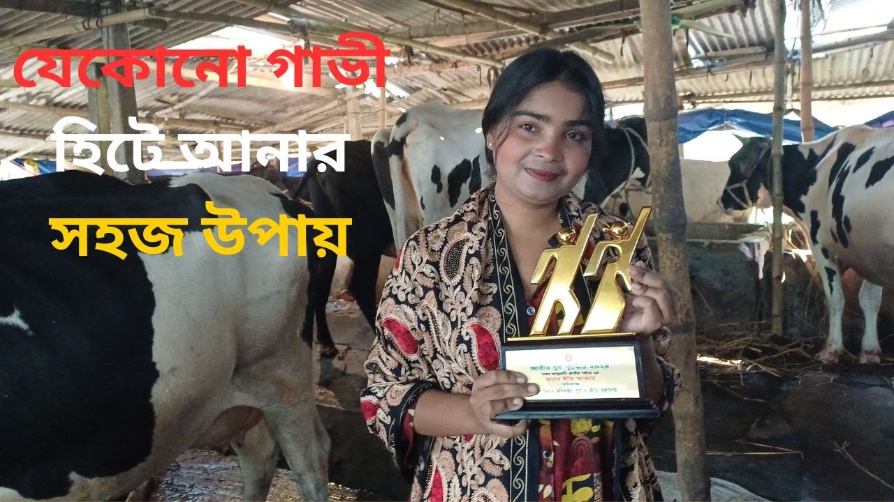 যেকোনো গাভী হিটে আনার সহজ উপায় ।। গাভী হিটে না আসার কারণ । গাভী হিটে না আসলে করণীয়