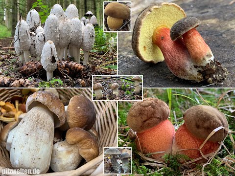 Video: Welche Pilze Können Im September Gepflückt Werden?
