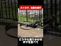 大トカゲさん、二日酔いですか?