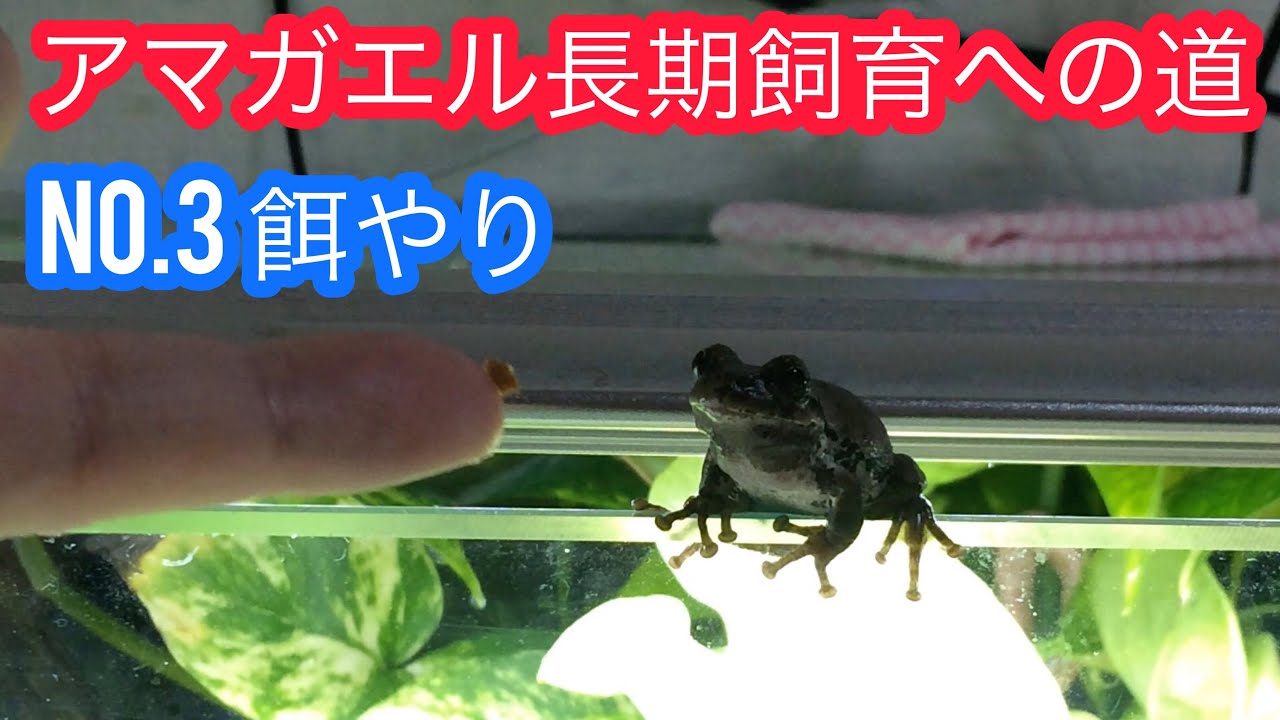 アマガエル長期飼育 への道 No 3 餌付け方法と注意点 Youtube