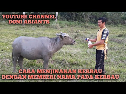 Video: Mengapa kerbau memberi nama?