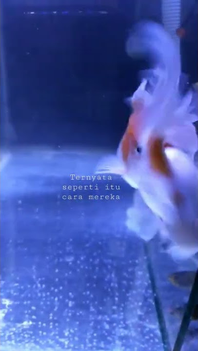 detik detik ikan mas koki kawin dan bertelur