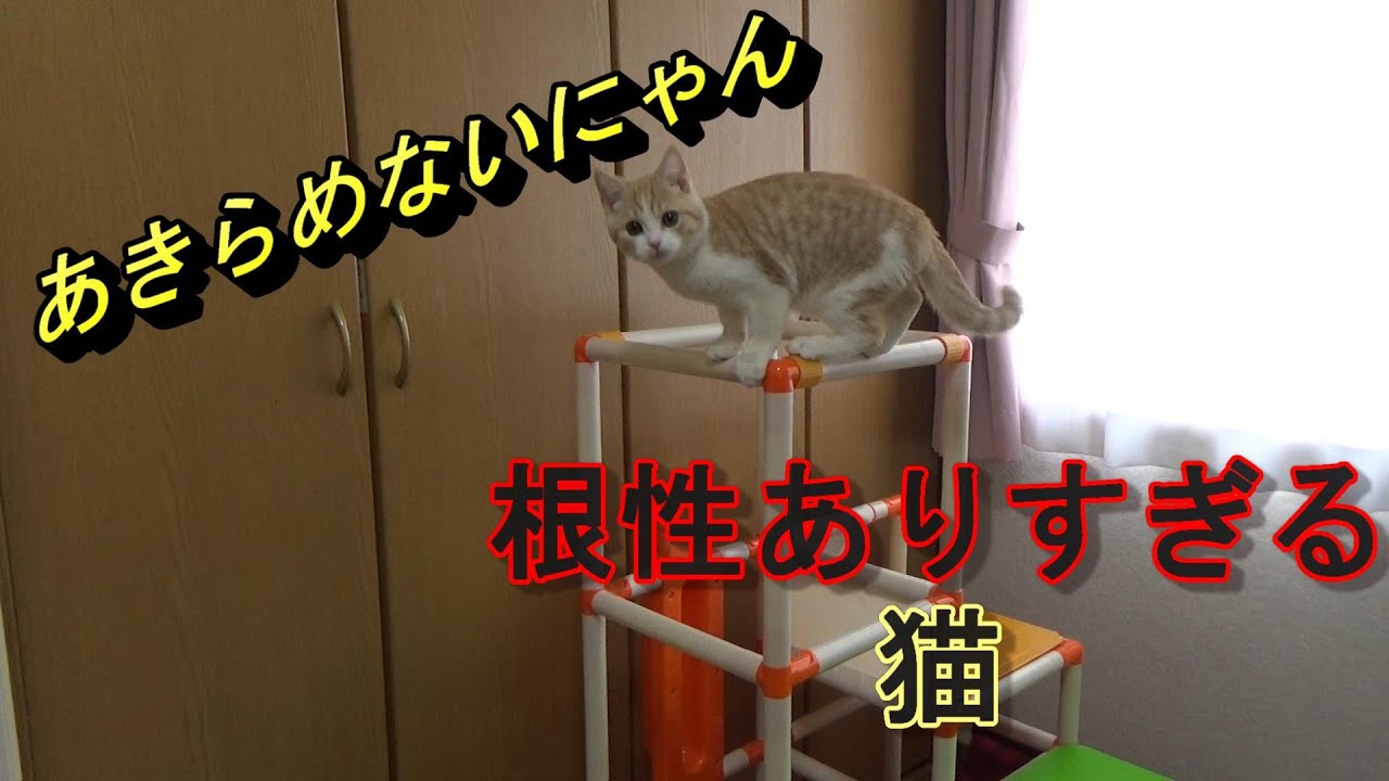 キャットタワーの代わりに子供用ジャングルジムを置いたら 子猫がテッペン目指そうと根性を見せつけました スコティッシュフォールド Youtube