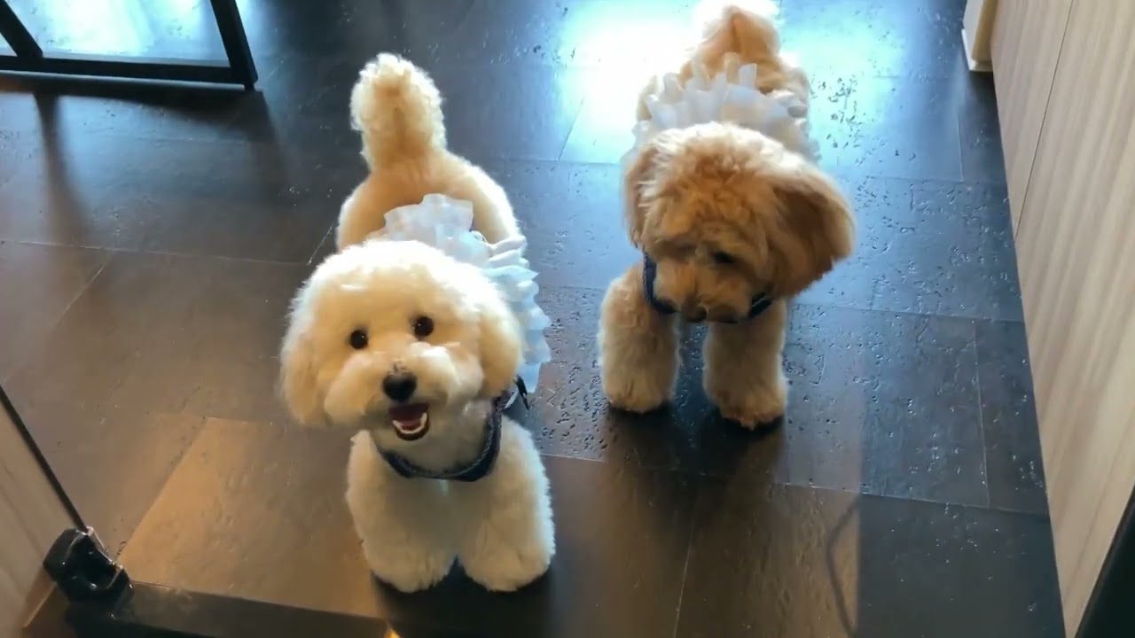 犬と旅行🐶🐻‍❄️in唐津市呼子🦑今夜のお宿は尾ノ上RYOKAN♡デラックスツインルーム