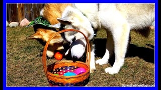 Dogs Easter Egg Hunting | Husky Hunts for Easter Eggs!