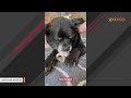 Man gives home to dog that was 'down to his last day'
