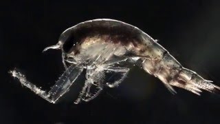 Werewolves of the Arctic - Moonlight Mass Migration of Zooplankton