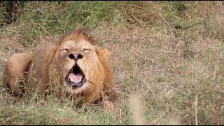 A Massive Roar as Mighty Tintswalo Males Stake Their Claim! | Tintswalo Virtual Safari #183