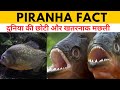 The worlds smallest and most dangerous fish  piranha