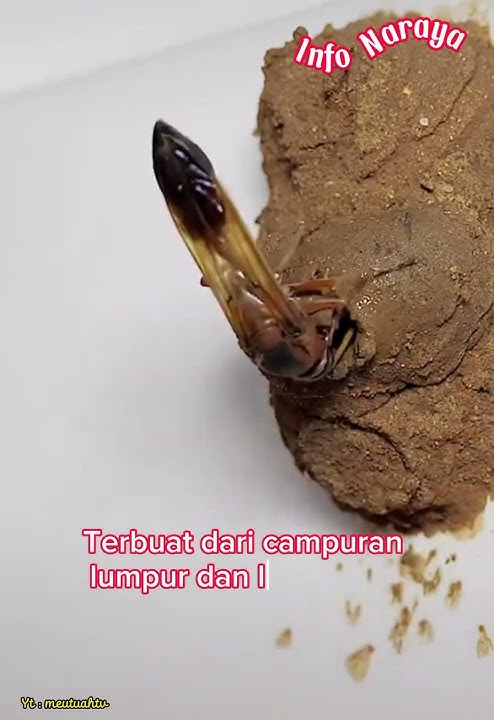 Beginilah Cara Tawon Membuat Sarang #animals #tawon