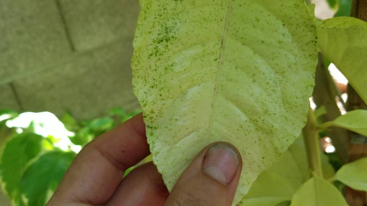 Variegated Pink Lemonade tree wants to turn albino?! No little lemon. no!