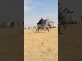قصبة عراسي زندالي 2021 روميكس دجي جليل دلاس نوح نوح ندي حبيبي و روح روح Gasba Arassi Zendali 