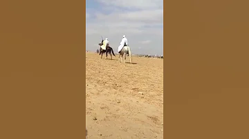 قصبة عراسي زندالي 2021 روميكس دجي جليل دلاس نوح نوح ندي حبيبي و روح روح Gasba Arassi Zendali 