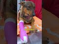 Секрет горькой повязки которая спасает питомцев 😯