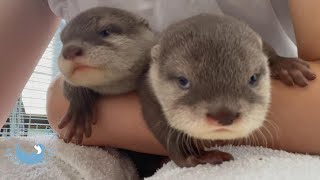 Otter baby is getting better at walking, so auntie don't have to roll!